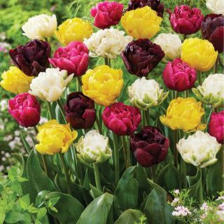 Double the Fun Tulip Blend Thumbnail